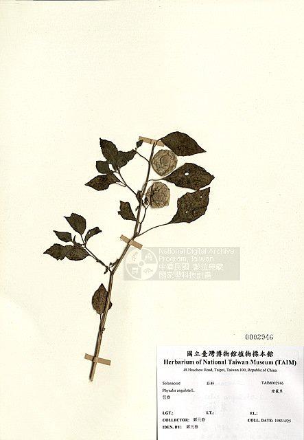 燈籠草 （TAIM-H002946）學名：Physalis angulata L.