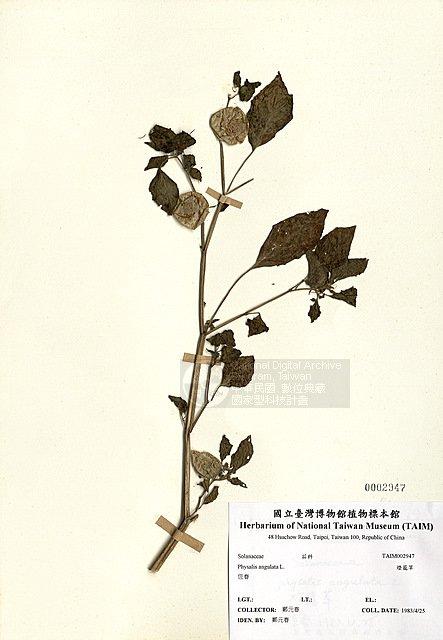 燈籠草 （TAIM-H002947）學名：Physalis angulata L.