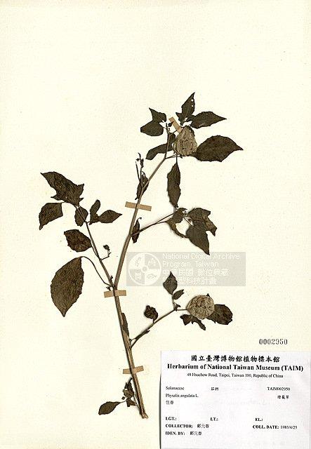 燈籠草 （TAIM-H002950）學名：Physalis angulata L.