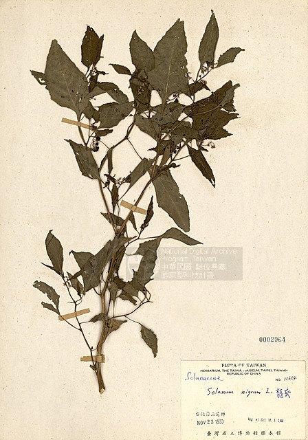 龍葵 （TAIM-H002964）學名：Solanum nigrum L.