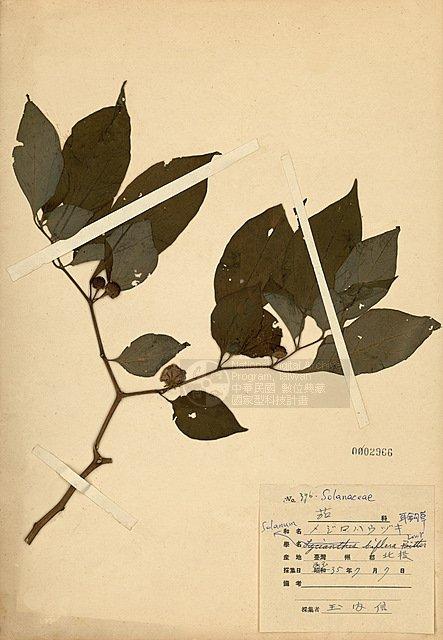 雙花龍葵(耳鉤草) （TAIM-H002966）學名：Solanum biflorum Lour.