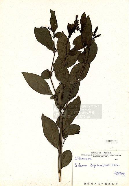 瑪瑙珠 （TAIM-H002971）學名：Solanum capsicatrum Link.