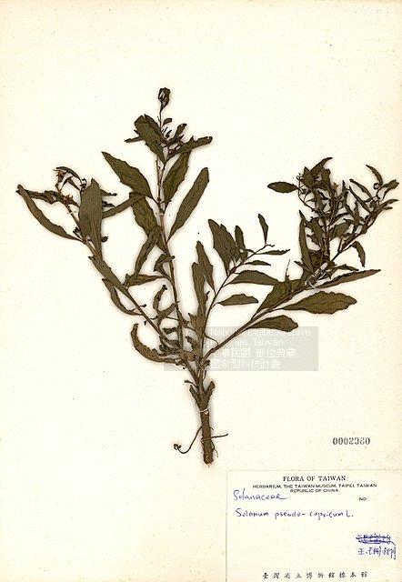 玉珊瑚 （TAIM-H002980）學名：Solanum pseudocapsicum L.