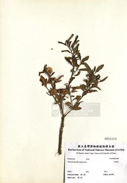 玉珊瑚 （TAIM-H002984）學名：Solanum pseudocapsicum L.