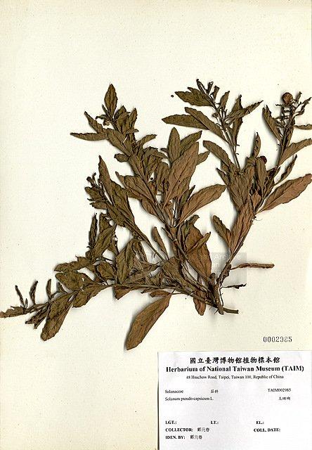 玉珊瑚 （TAIM-H002985）學名：Solanum pseudocapsicum L.