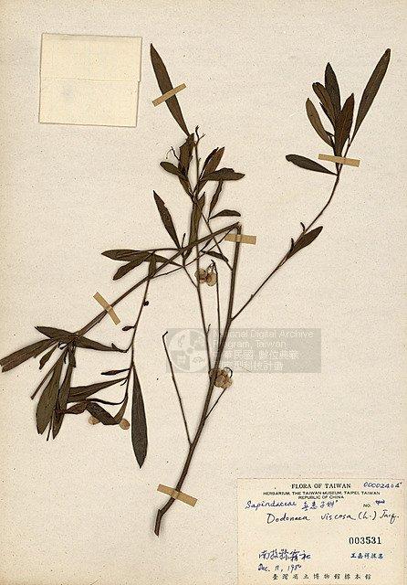 車桑子 （TAIM-H003531）學名：Dodonaea viscosa (L.) Jacq.