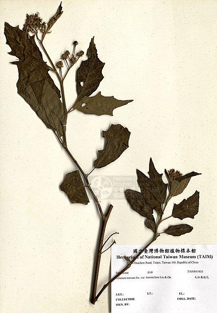 毛柱萬桃花 （TAIM-H003821）學名：Solanum torvum Swartz var. lasiostylum Y. C. Liu & C. H. Ou