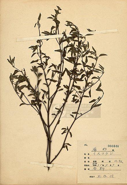 香料 （TAIM-H003848）學名：Acrocephalus indicus (Burm. f. ) Kuntze