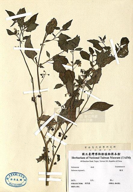 龍葵 （TAIM-H004035）學名：Solanum nigrum L.