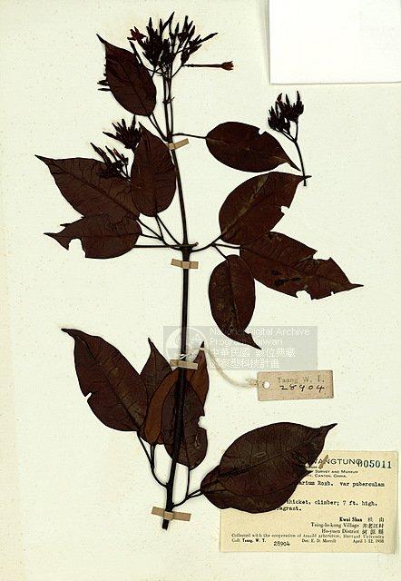 清香藤 （TAIM-H005011）學名：Jasminum lanceolarium var.puberulum Hemsl