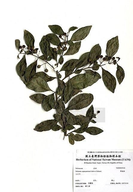 瑪瑙珠 （TAIM-H005104）學名：Solanum capsicatrum Link.