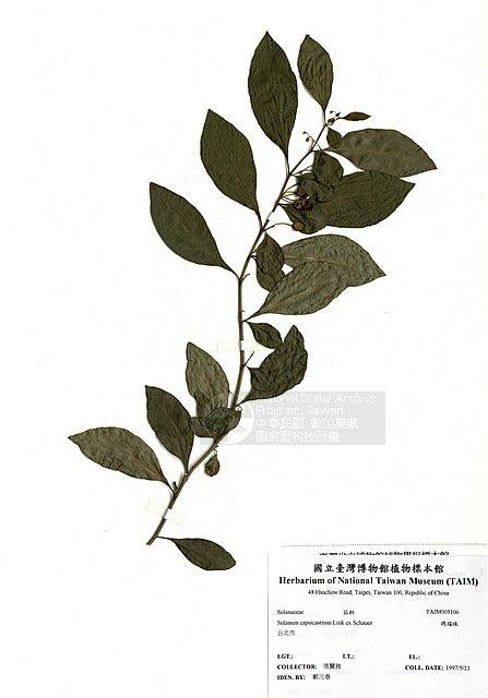 瑪瑙珠 （TAIM-H005106）學名：Solanum capsicatrum Link.
