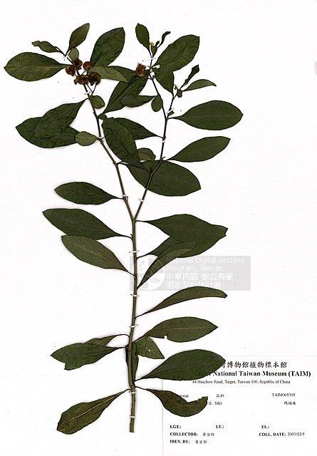 瑪瑙珠 （TAIM-H005305）學名：Solanum capsicatrum Link.