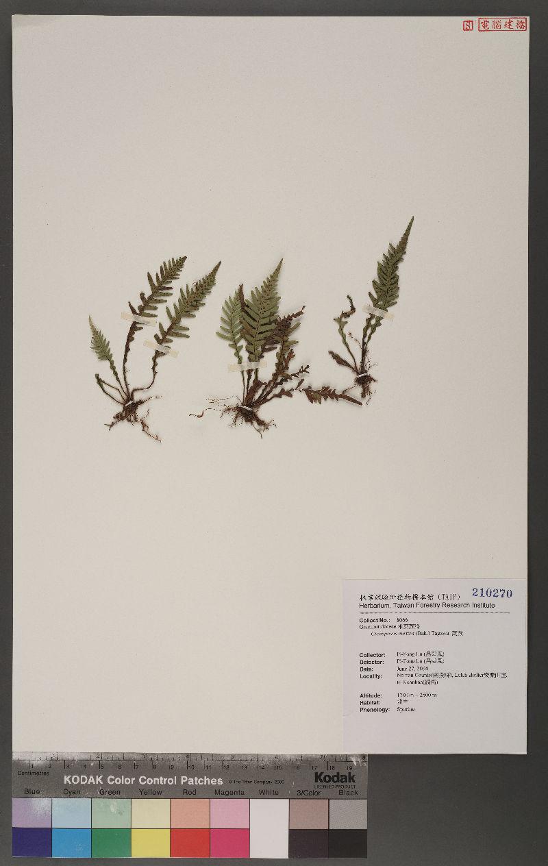 Ctenopteris curtisii (Bak.) Tagawa 蒿蕨