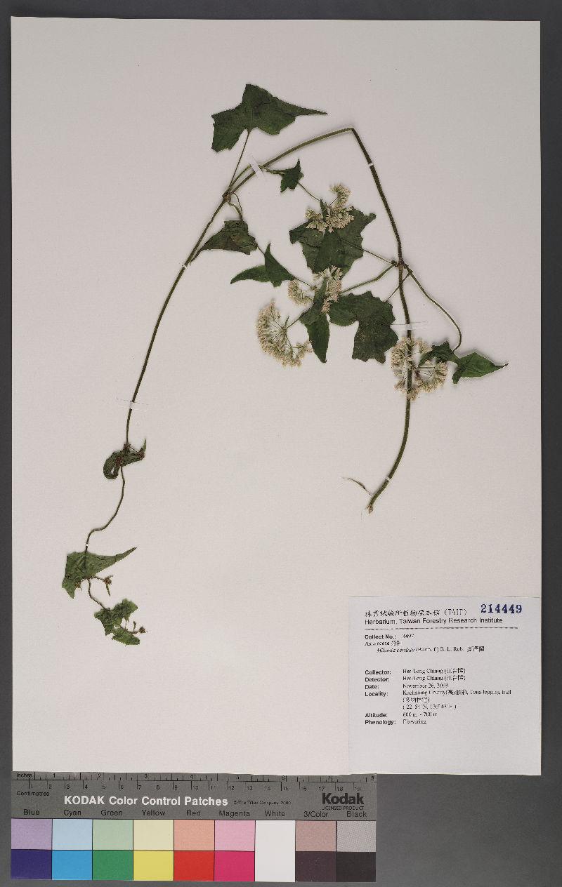 Mikania cordata (Burm. f.) B. L. Rob. 蔓澤蘭