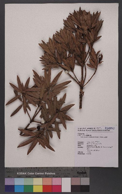 Podocarpus macrophyllus (Thunb.) Sweet 羅漢松