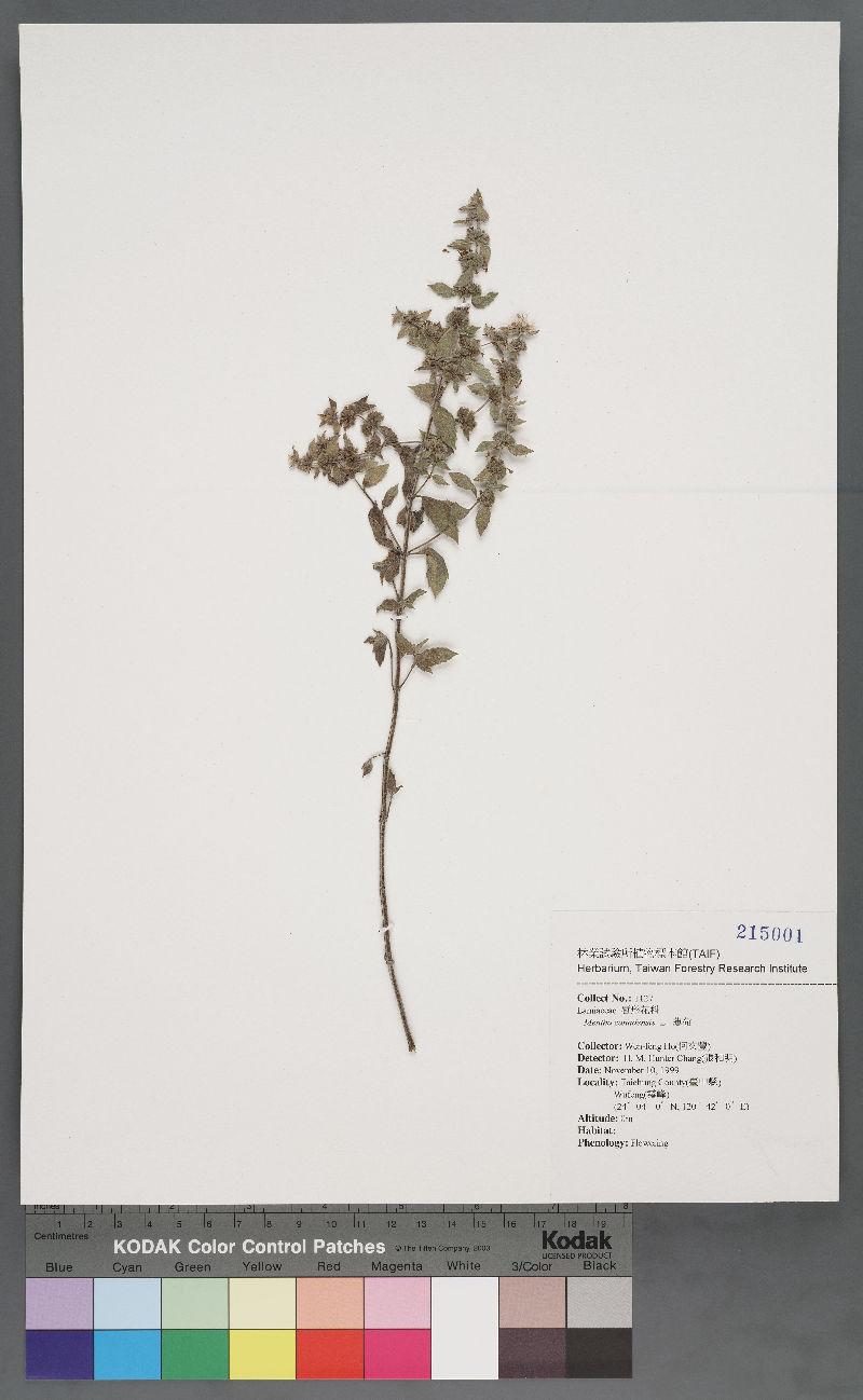 Mentha canadensis L. 薄荷