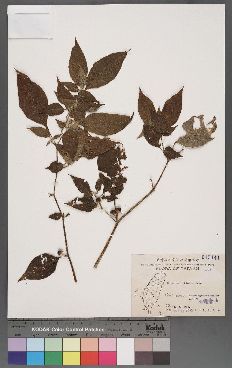Solanum biflorum Lour. 雙花龍葵
