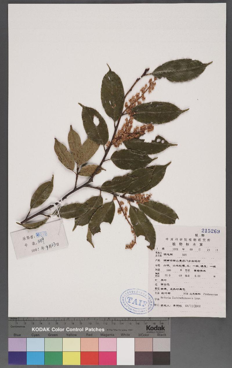 Prunus spinulosa Sieb et Zucc. 刺葉桂櫻