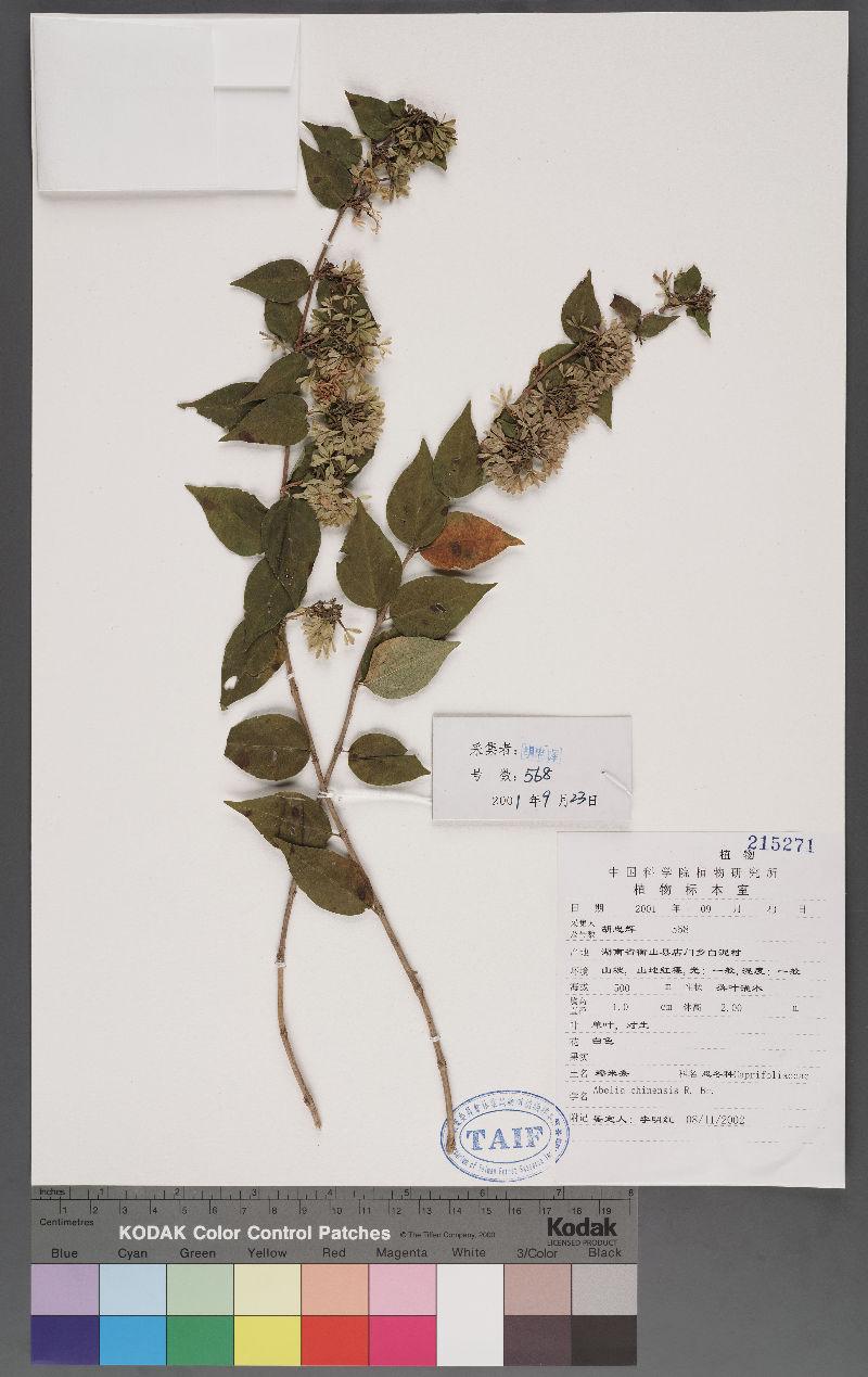 Abelia chinensis R. Br. 臺灣糯米條