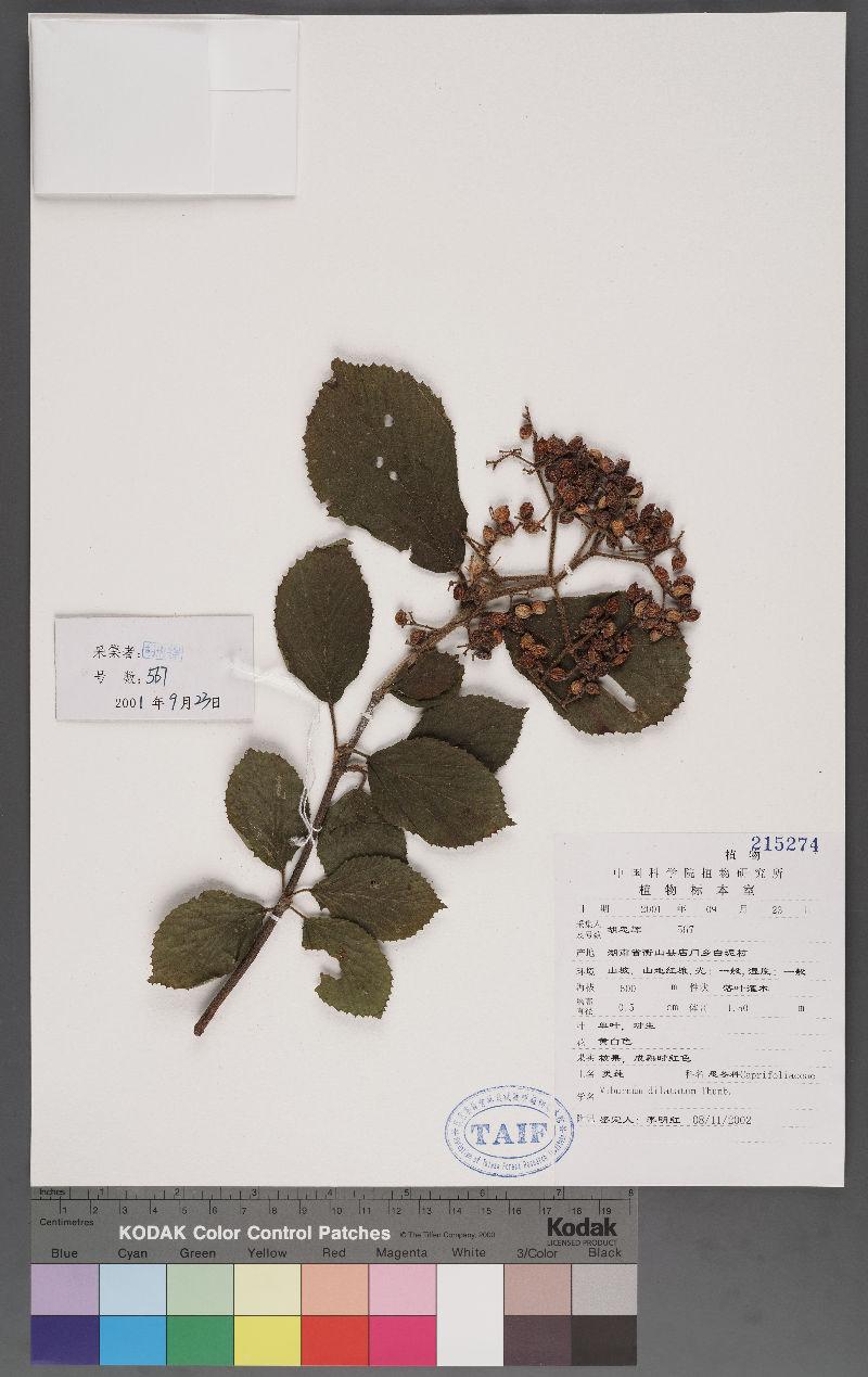 Viburnum dilatatum Thunb. 樺葉莢迷