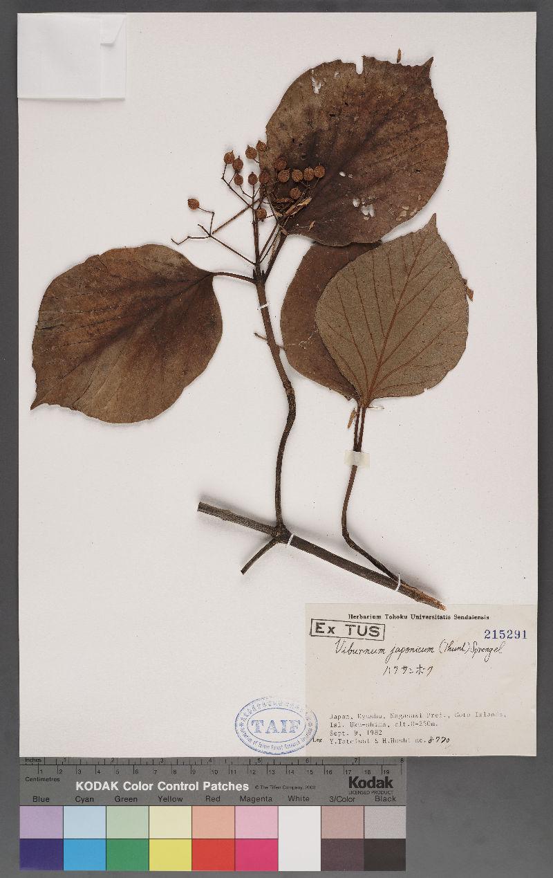 Viburnum japonicum (Thunb.) Spreng. 日本莢迷