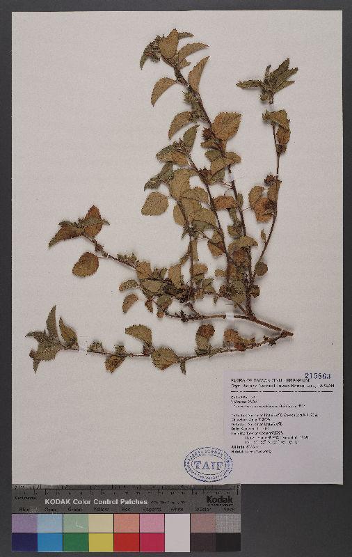 Malvastrum coromandelianum (L.) Garcke 賽葵