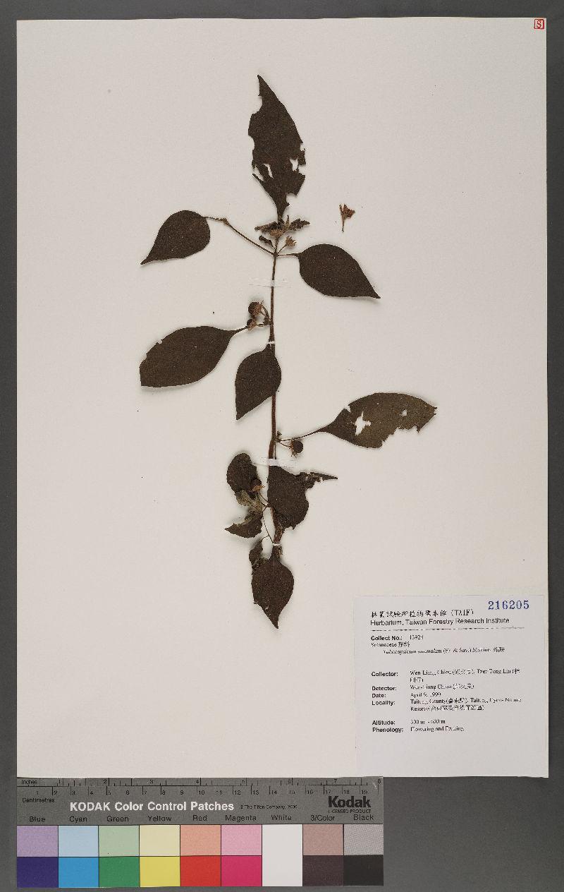 Lycianthes biflora (Lour.) Bitter 雙花龍葵