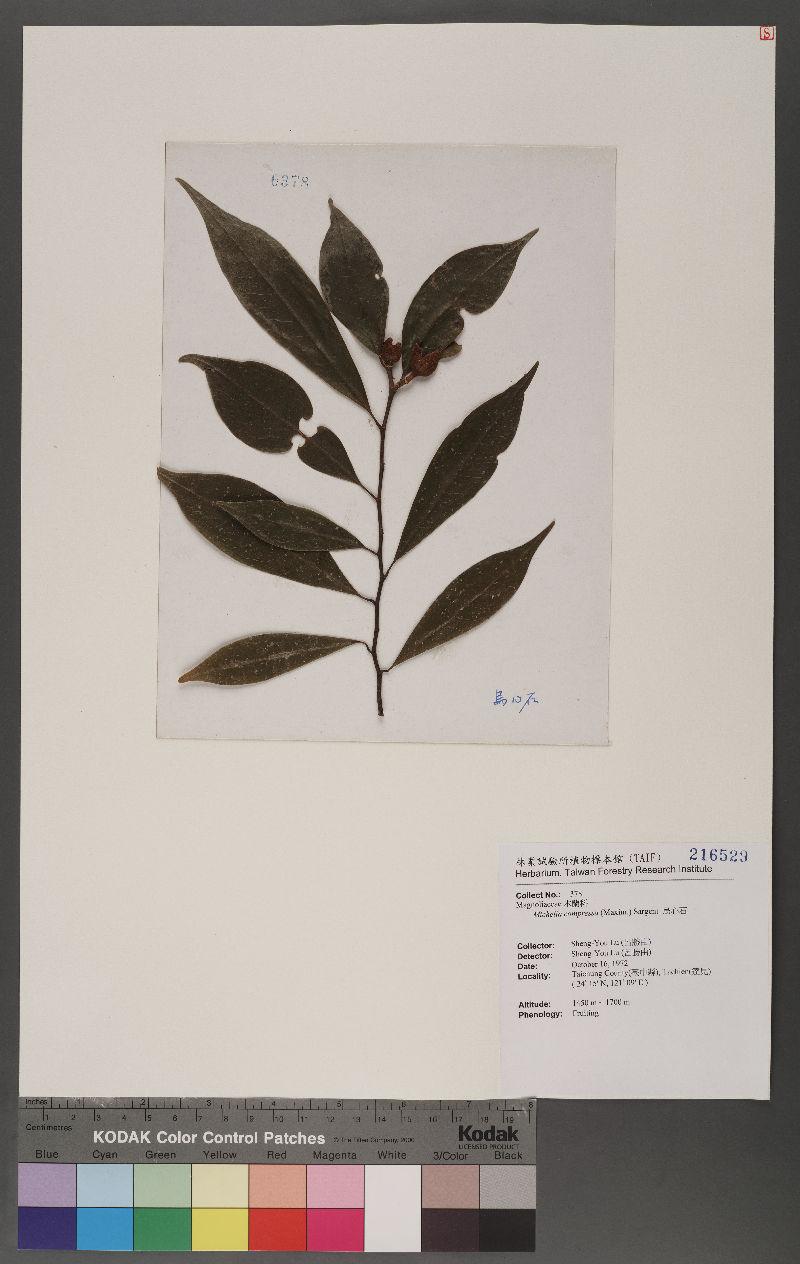 Michelia compressa (Maxim.) Sargent 烏心石