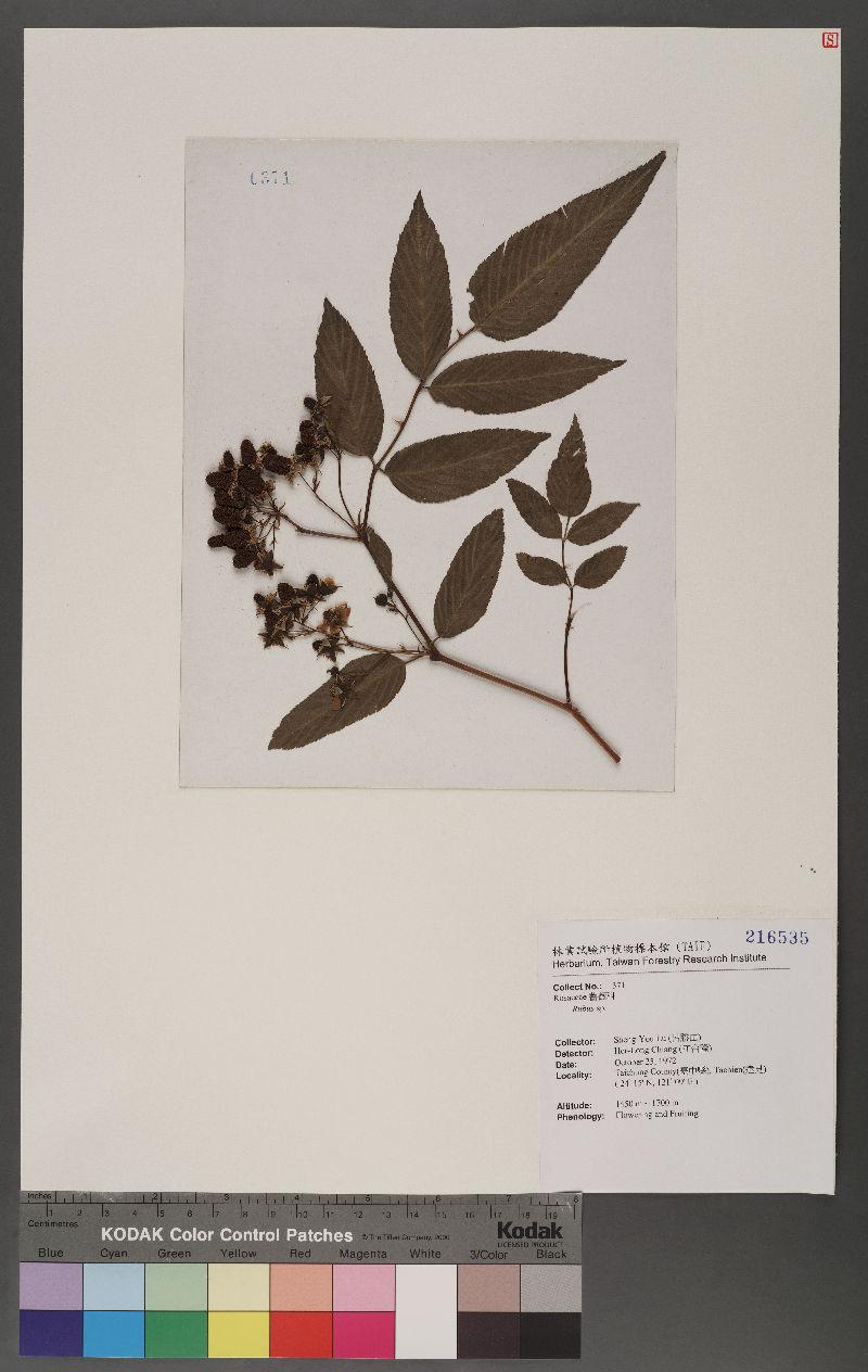 Rubus fraxinifolius Poir. 蘭嶼榿葉懸鉤子