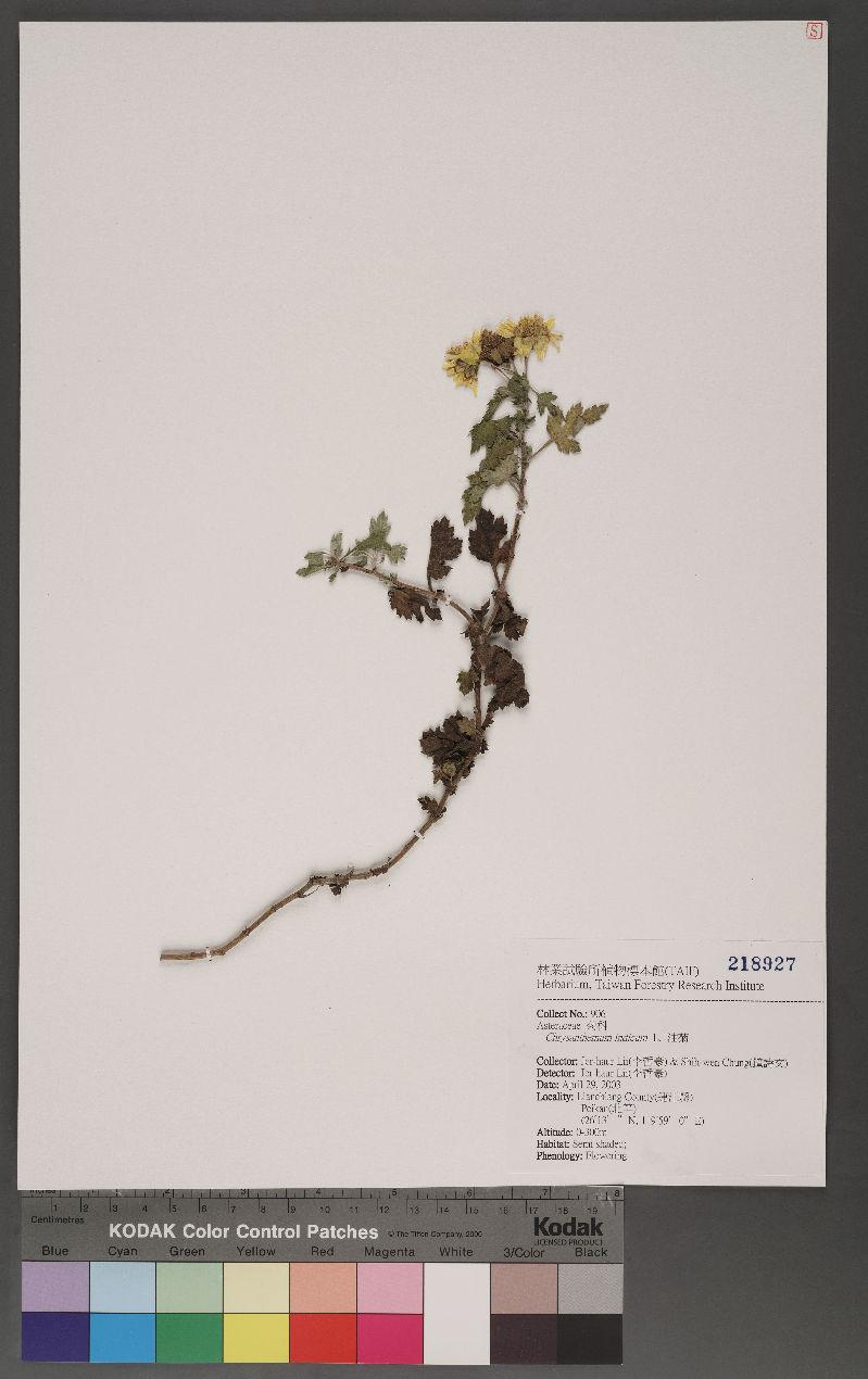 Chrysanthemum indicum L. 油菊