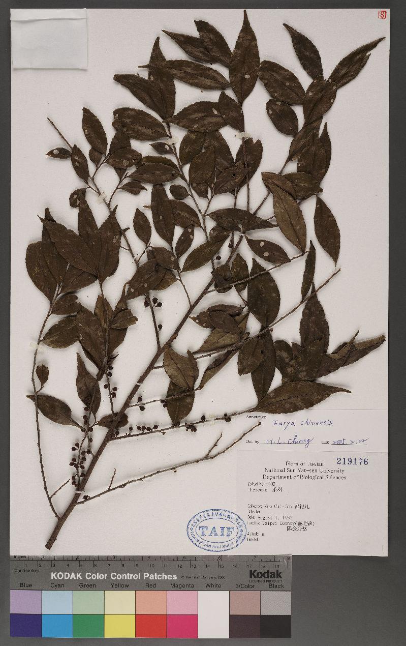 Eurya chinensis R. Br. 米碎柃木