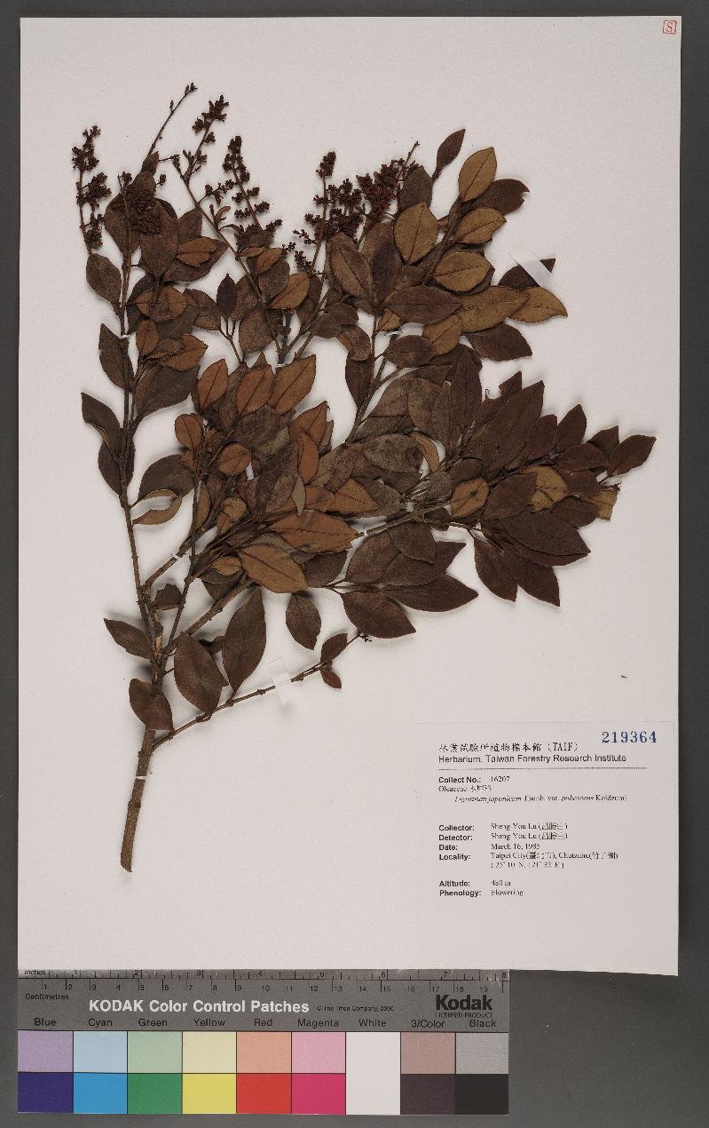 Ligustrum japonicum Thunb. var. pubescens Koidzumi