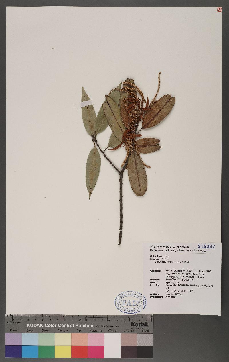 Castanopsis hystrix A. DC. 火燒柯