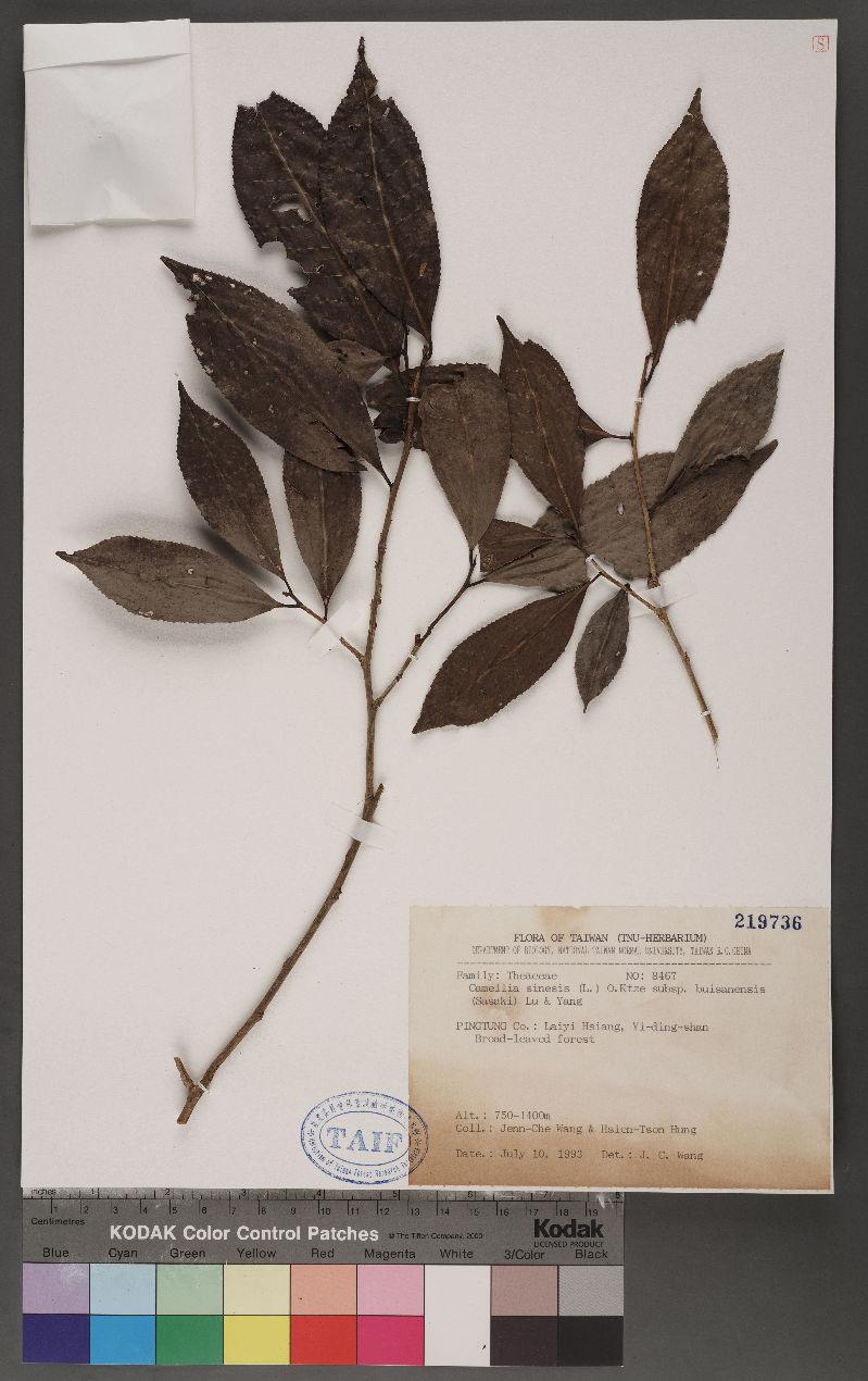 Camellia sinesis (L.) O.Ktze subsp. buisanensis (Sasaki) Lu & Yang 武威山茶