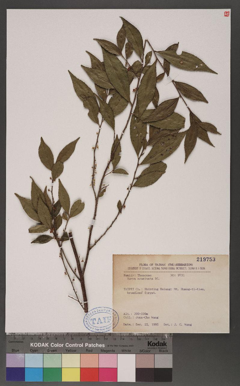 Eurya acuminata DC. 銳葉柃木