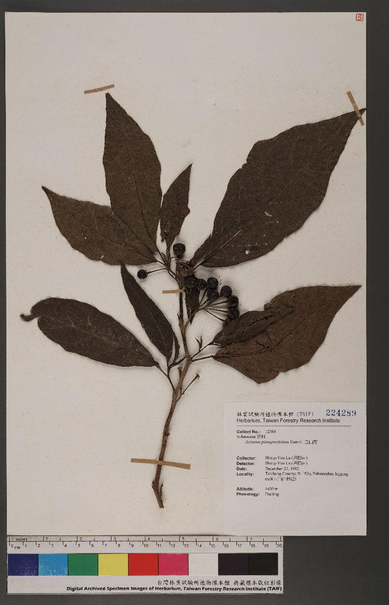Solanum pittosporifolium Hemsl. 玉山茄
