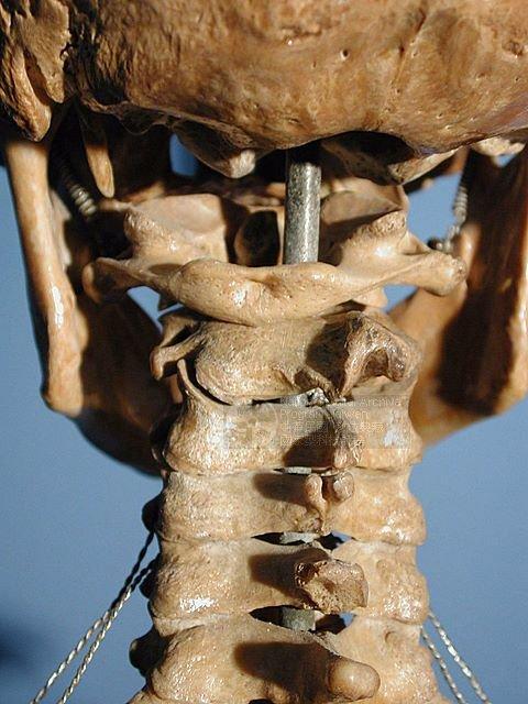 骨骼肌肉