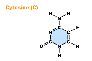 胞嘧啶 Cytosine (C)