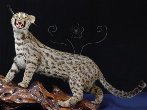 中文名：石虎英文名：Leopard cat學名：Felis bengalensis