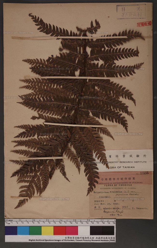 Polystichum achueatum (L. ) var. japonicum Christ.