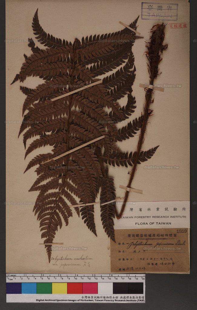 Polystichum achueatum var. japonicum