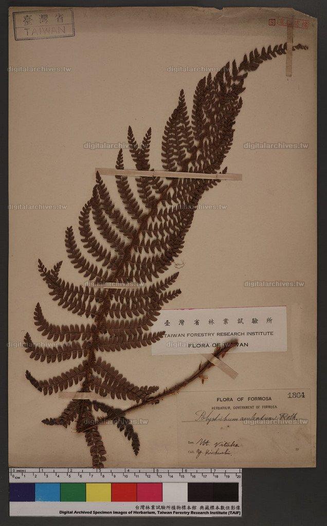 Polystichum parvipinnulum Tagawa 尖葉耳蕨