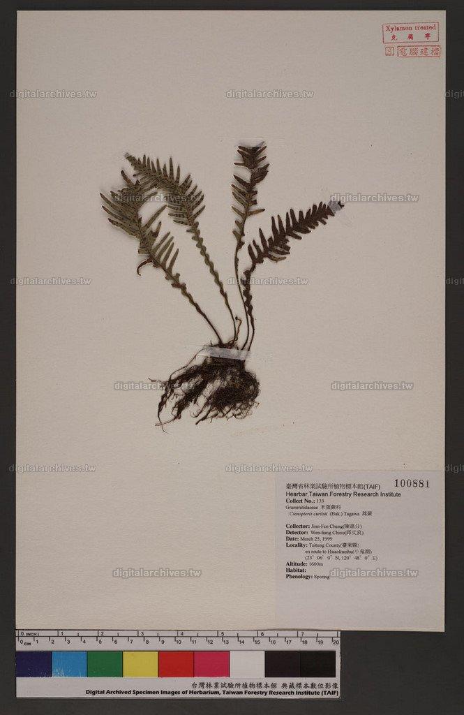 Ctenopteris curtisii (Bak.) Tagawa 蒿蕨