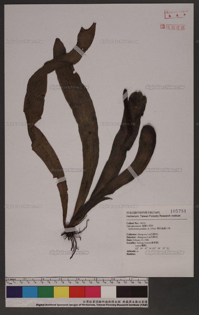 Ophioderma pendula (L.) Presl 帶狀瓶爾小草