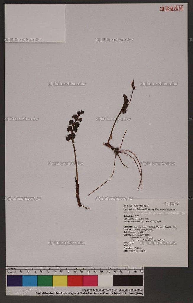 Botrychium lunaria (L.) Sw. 扇羽陰地蕨