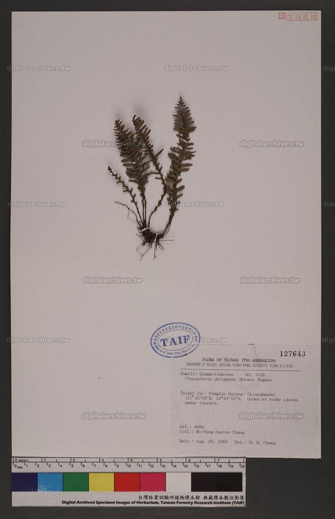 Ctenopteris obliquata (Blume) Tagawa 密毛蒿蕨