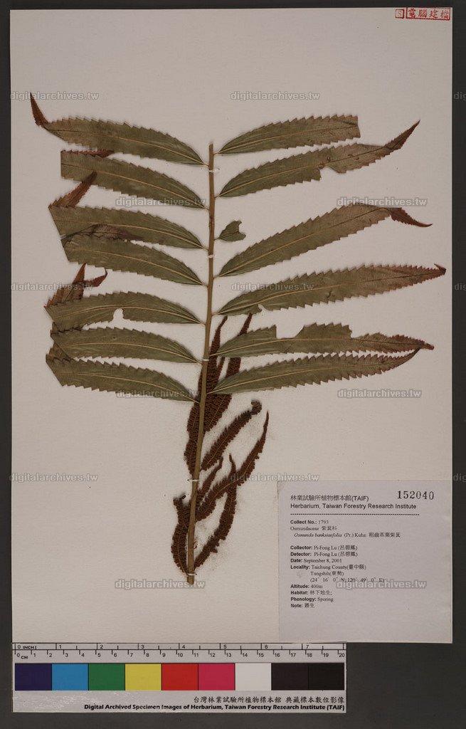 Osmunda banksiaefolia (Pr.) Kuhn 粗齒革葉紫萁