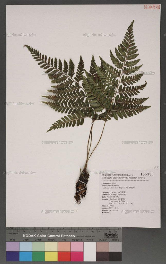 Athyrium silvicolum Tagawa 高山蹄蓋蕨