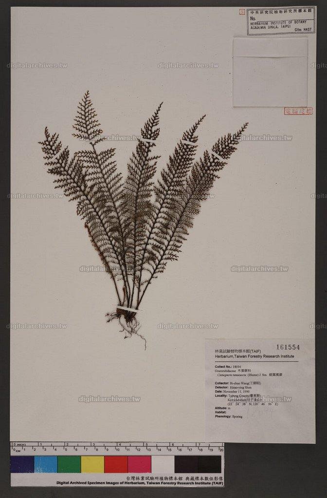 Ctenopteris tenuisecta (Blume) J. Sm. 細葉蒿蕨
